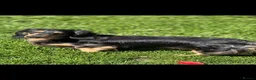 Miniature Dachshund dogs for sale: Miniature dachshund pups dna health tested  - Advert 15