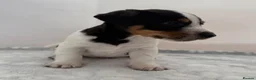 Jack Russell dogs for sale: Bred From Health Tested Parents - Advert 10