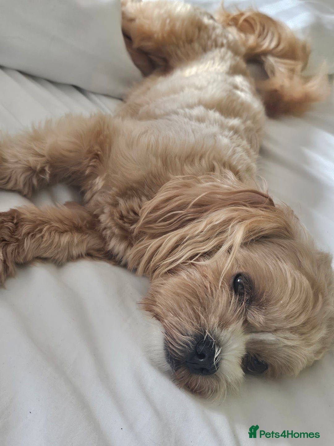 Maltipoo dogs for sale: 1y old Maltipoo Girl  - Advert 6