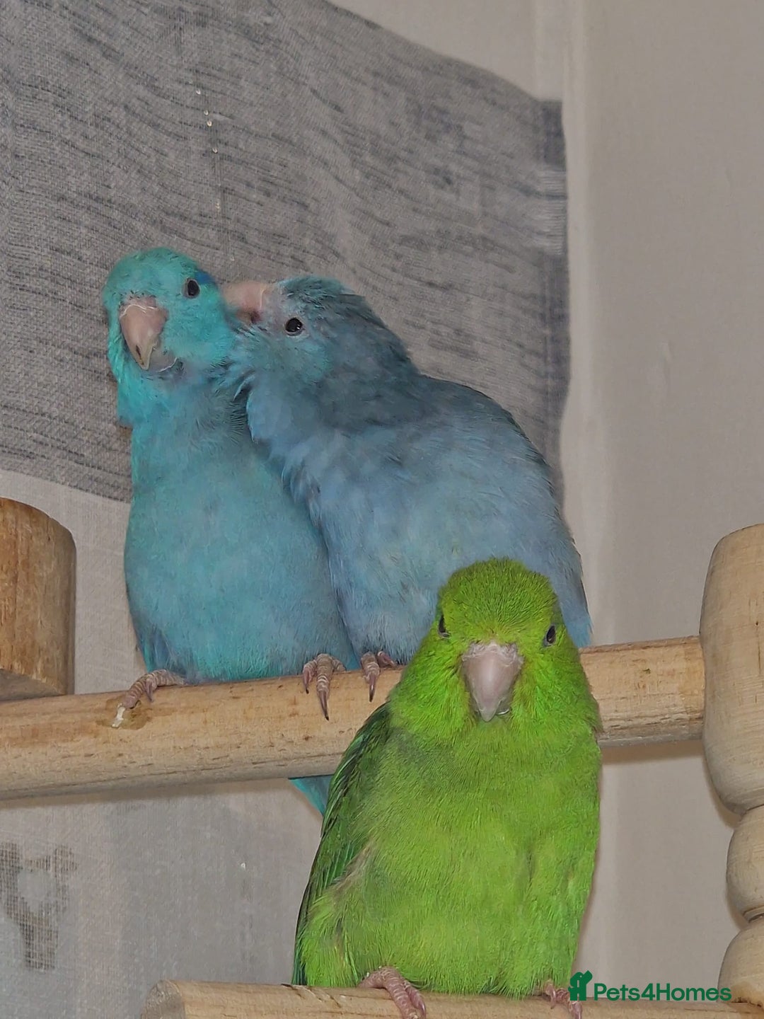 Parrots birds for sale: Parrots/ Parakeets Available  - Advert 3
