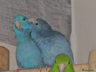 Parrots birds Parrots/ Parakeets Available - Advert 1