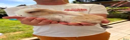 Mini Lop rabbits for sale: Mixed Mini Lop Bunnies - Advert 13
