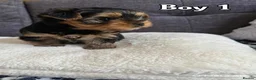Yorkshire Terrier dogs for sale: Outstanding Pedigree Yorkshire Terrier Puppies ❤️ - Advert 18