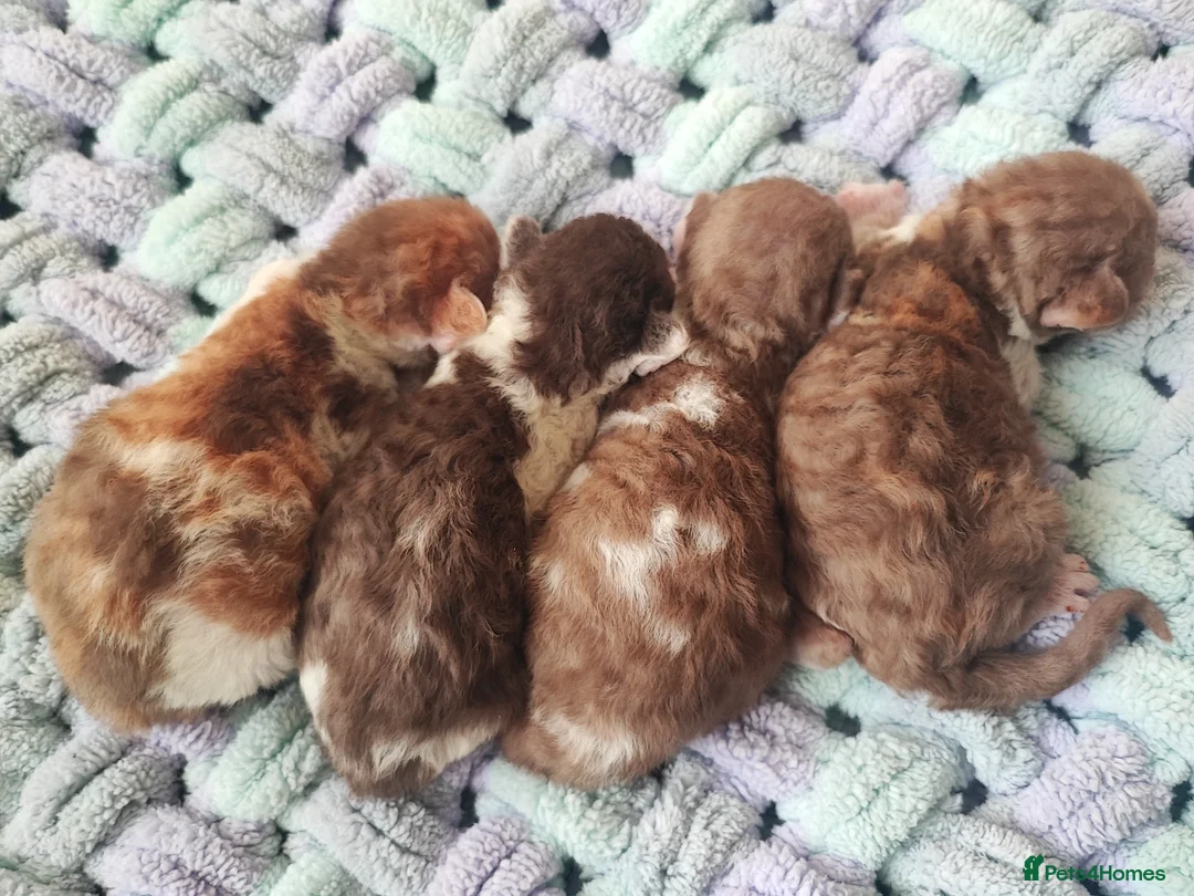 Devon Rex cats for stud: Beautiful boy in Corby - Advert 8