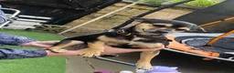 Chihuahua dogs for sale: Chihuahua girl  in Accrington - Advert 1