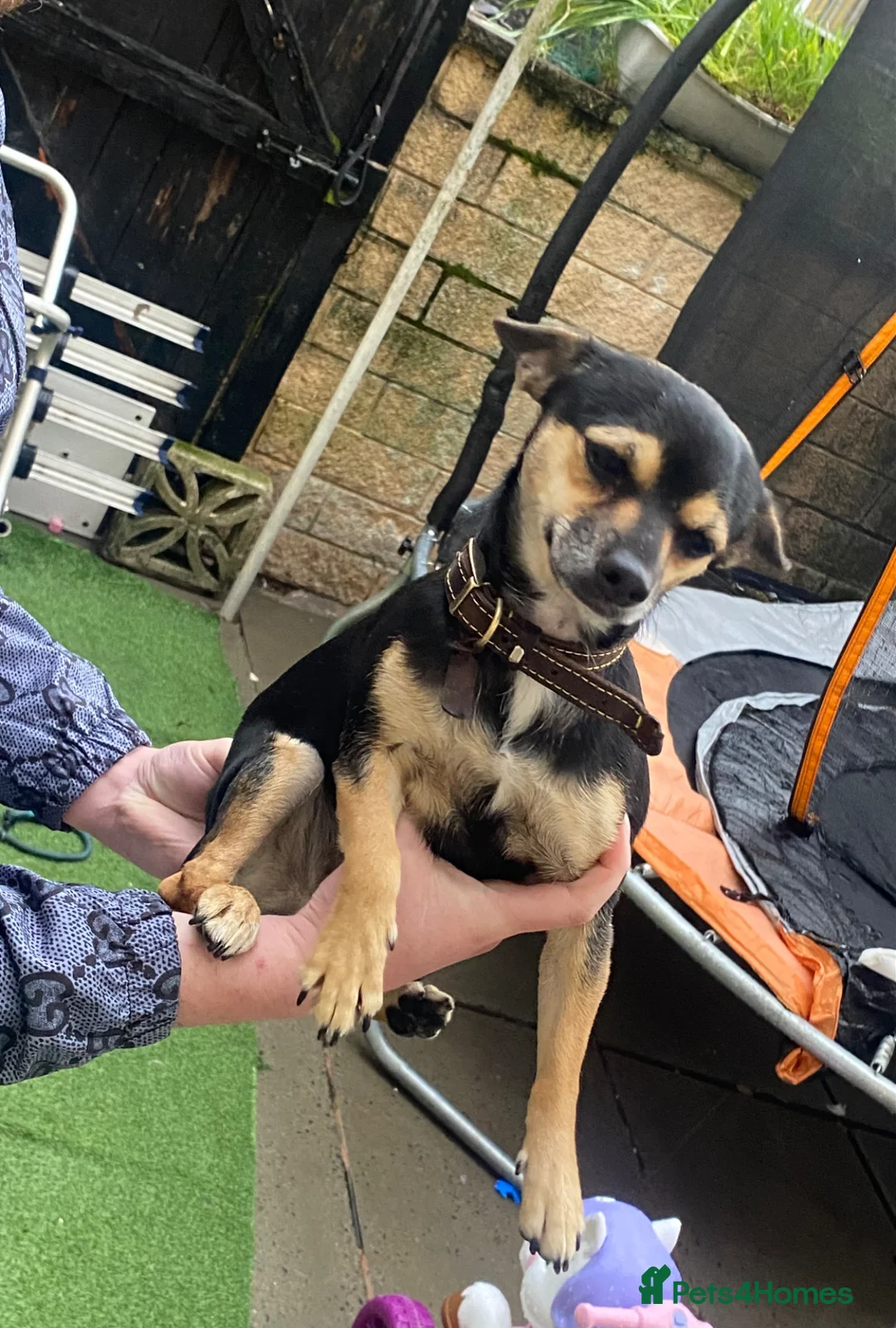Chihuahua dogs for sale: Chihuahua girl  in Accrington - Advert 1
