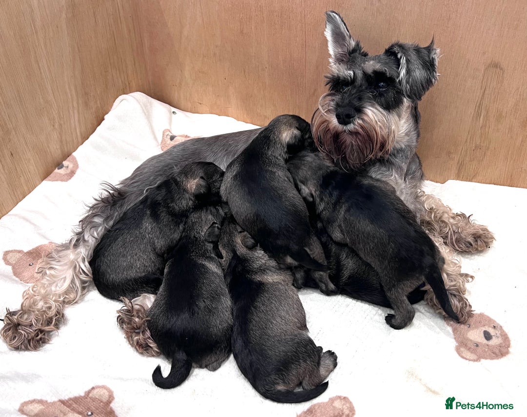 Miniature Schnauzer dogs for stud: 5th gen kc registered miniature schnauzer stud in Doncaster - Image 5