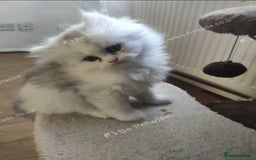Persian cats for sale: Lovely Persian cats  - Image 11