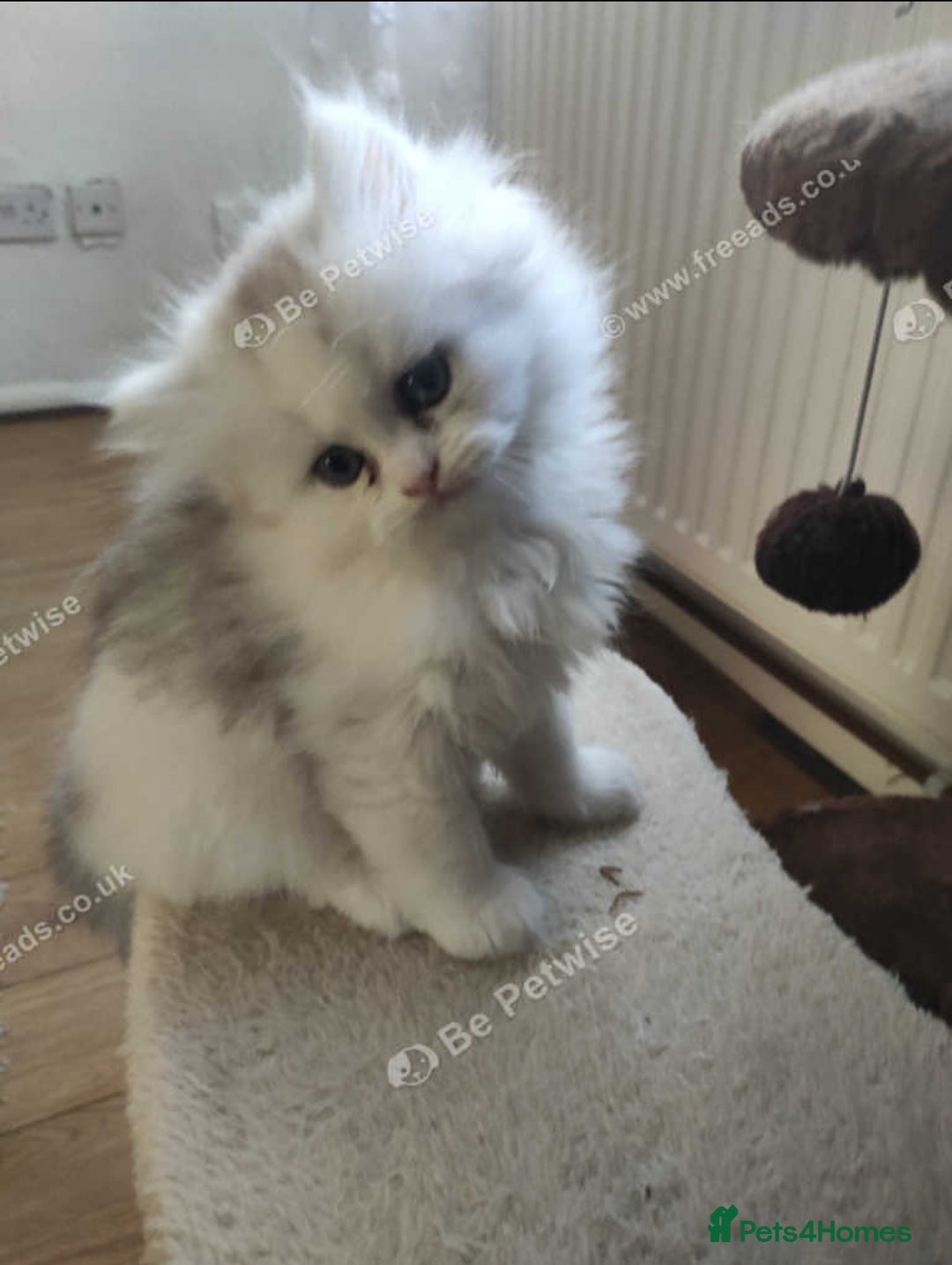 Persian cats for sale: Lovely Persian cats  - Image 11