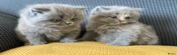 British Shorthair cats for sale: GCCF Registered British Shorthairs / Longhairs - Advert 13