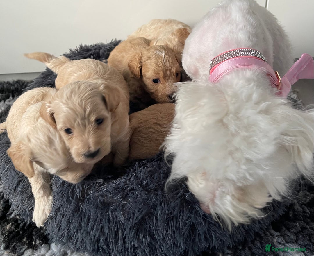 Maltipoo dogs for sale: 💗💙 **  TOY MALTIPOOS💗💙 - Image 24