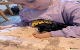 Chipoo dogs for sale: Health tested, non shed chipoos - Image 18