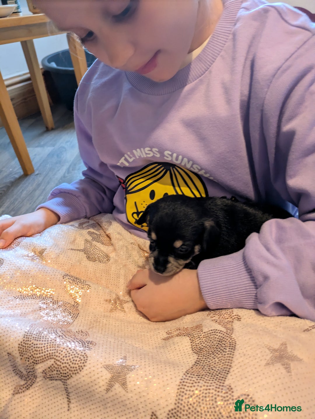 Chipoo dogs for sale: Health tested, non shed chipoos - Image 18