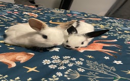 English Spot rabbits for sale: 2 Female English Spot x Lop Rabbits  - Image 2