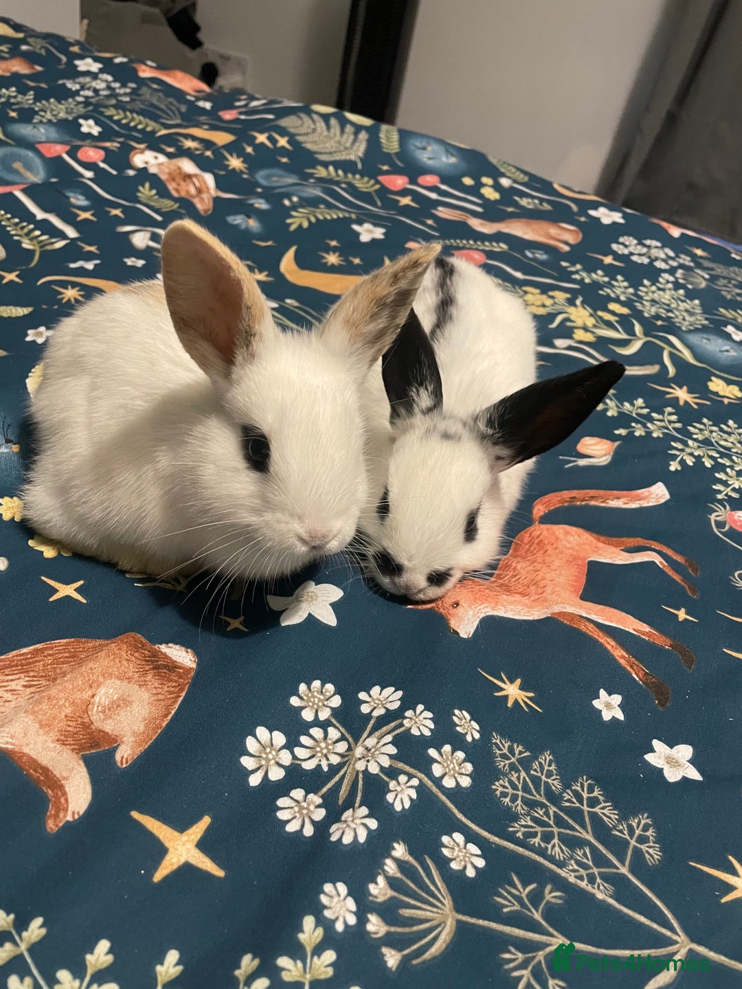 English Spot rabbits for sale: 2 Female English Spot x Lop Rabbits  - Image 2