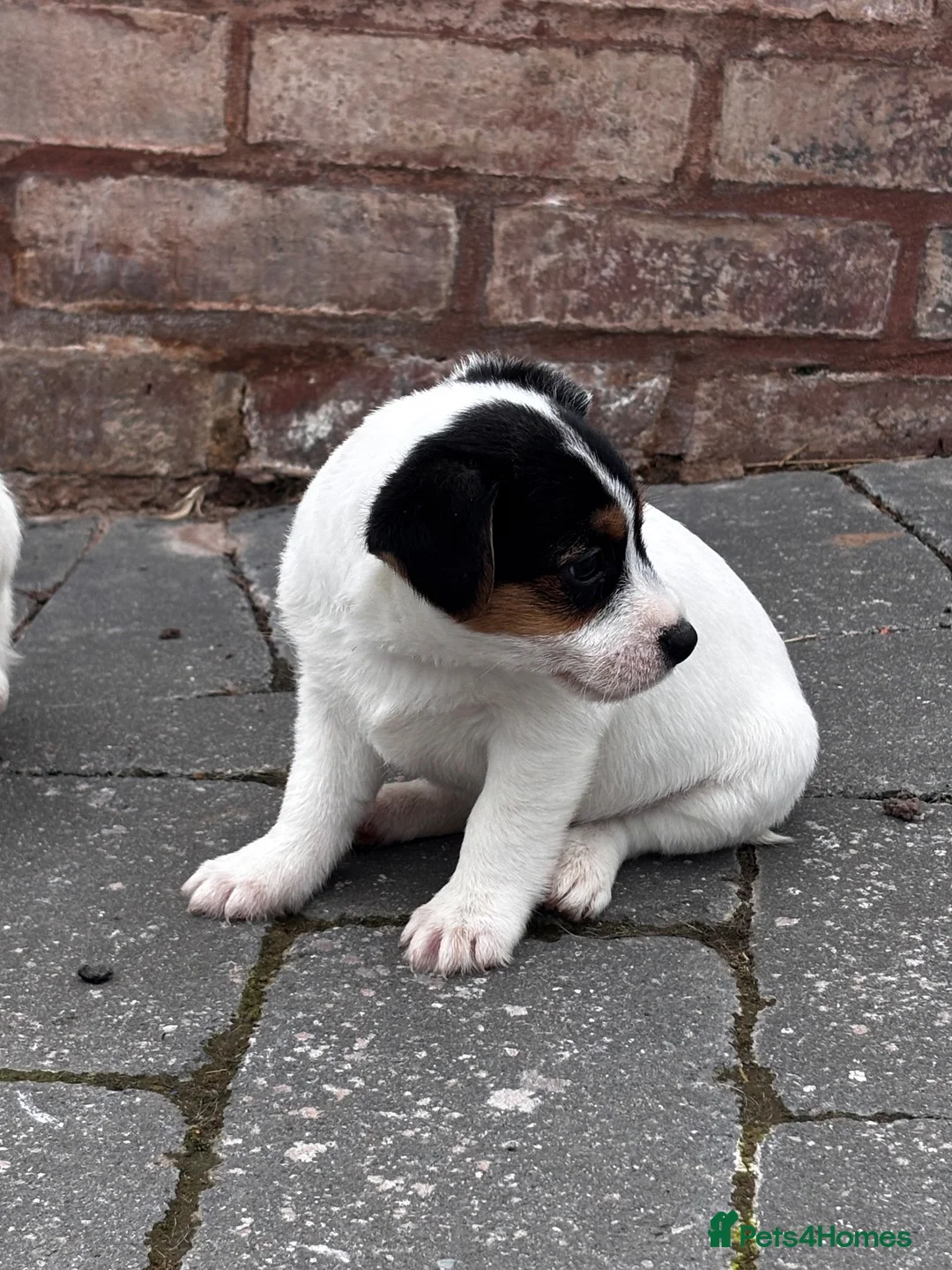 Jack Russell dogs for sale: rough coated jack russell’s  - Advert 7