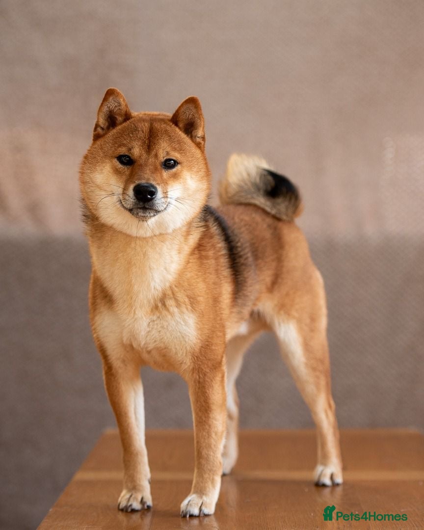 Japanese Shiba Inu dogs Shiba Inu Stud Dog Available - Advert 1