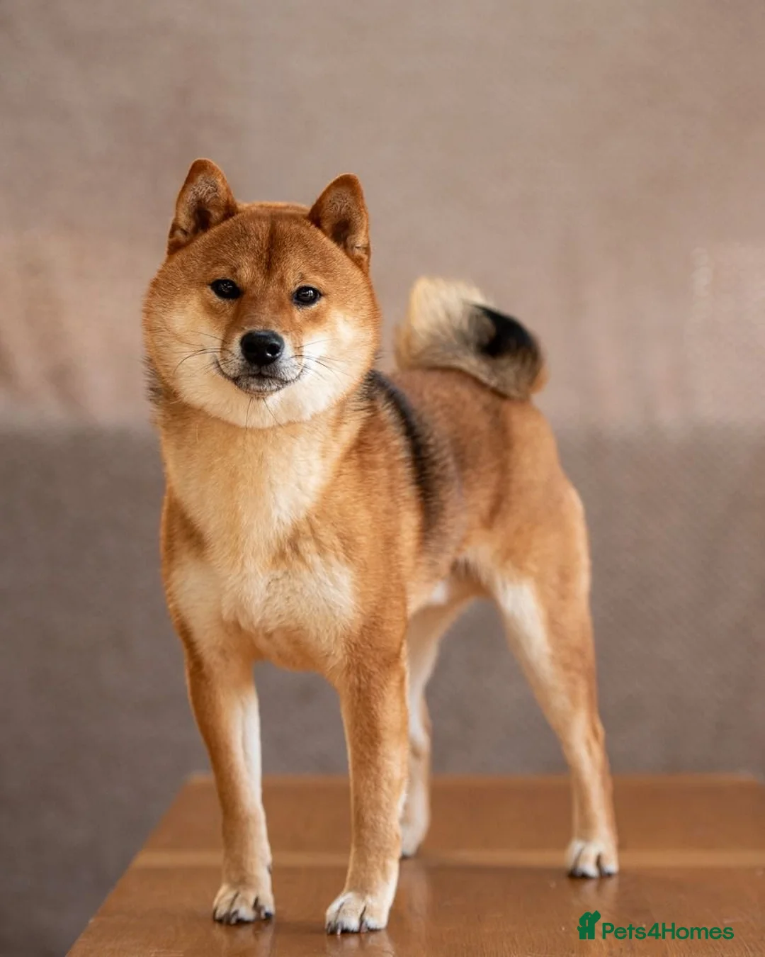 Japanese Shiba Inu dogs for stud: Shiba Inu Stud Dog Available - Advert 1