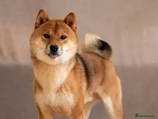 Japanese Shiba Inu dogs Shiba Inu Stud Dog Available - Advert 1