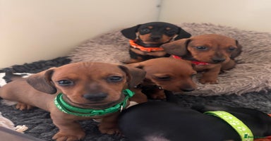 Miniature Dachshund dogs - Advert 5