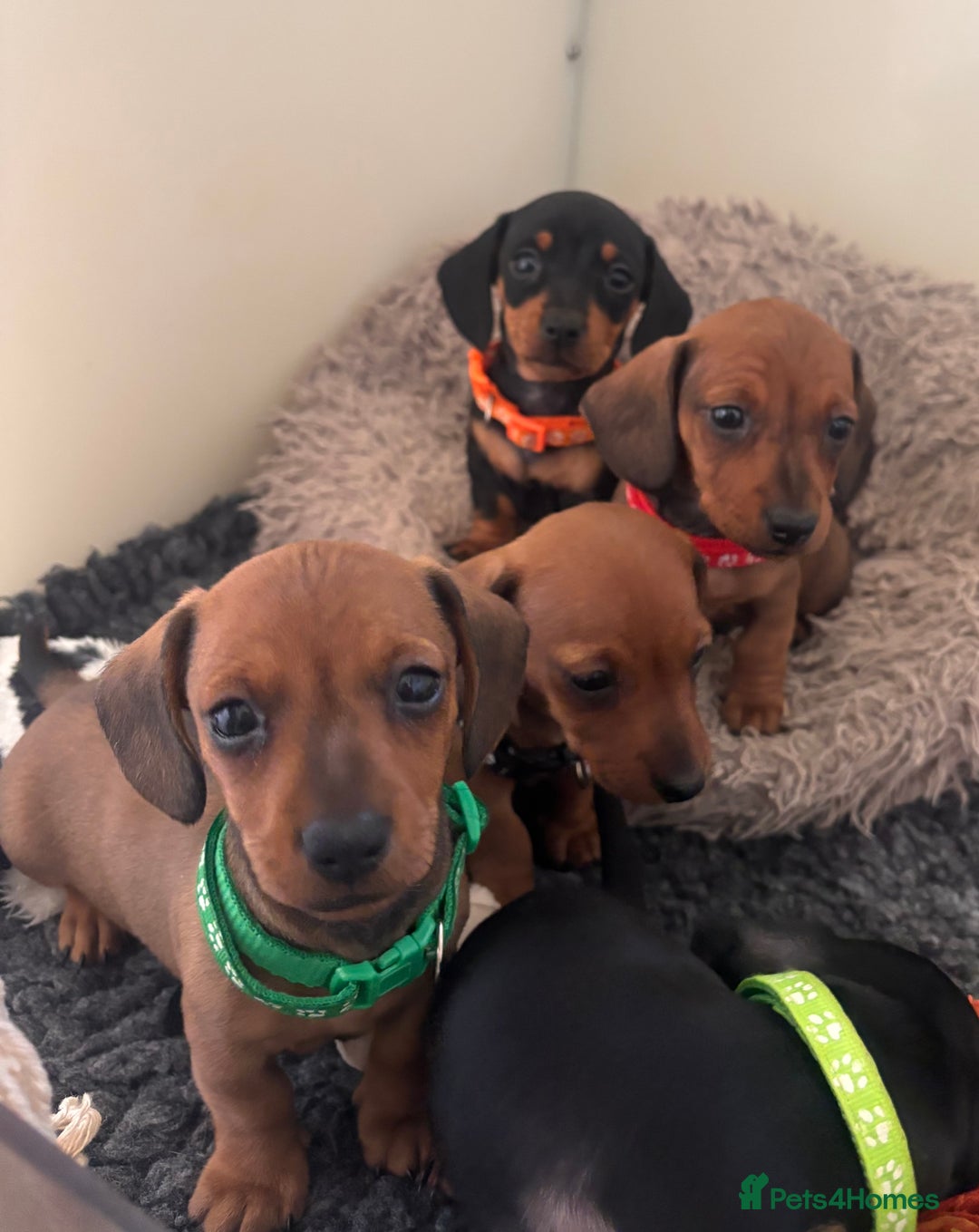 Miniature Dachshund dogs for sale: Red/blac&tan mini dachshunds  - Image 6