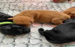 Labrador Retriever dogs for sale: Labrador puppies  - Image 3