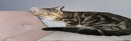 Siberian cats for sale: Stunning kittens ♥️ for someone special.  - Advert 11