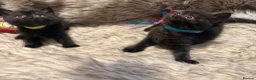 British Shorthair cats for sale: Supreme Champion Line British Shorthair Kittens - Advert 25