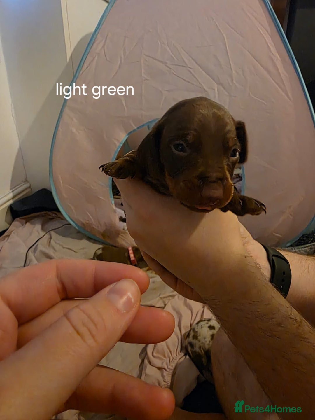 Dachshund dogs for sale: 🐾 Adorable Dachshund Puppies 🐾  - Image 11