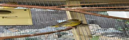 Canaries birds for sale: Gloster Canaries  in Daventry - Advert 4