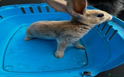 Rex rabbits for sale: Bunnies for sale  - Image 3