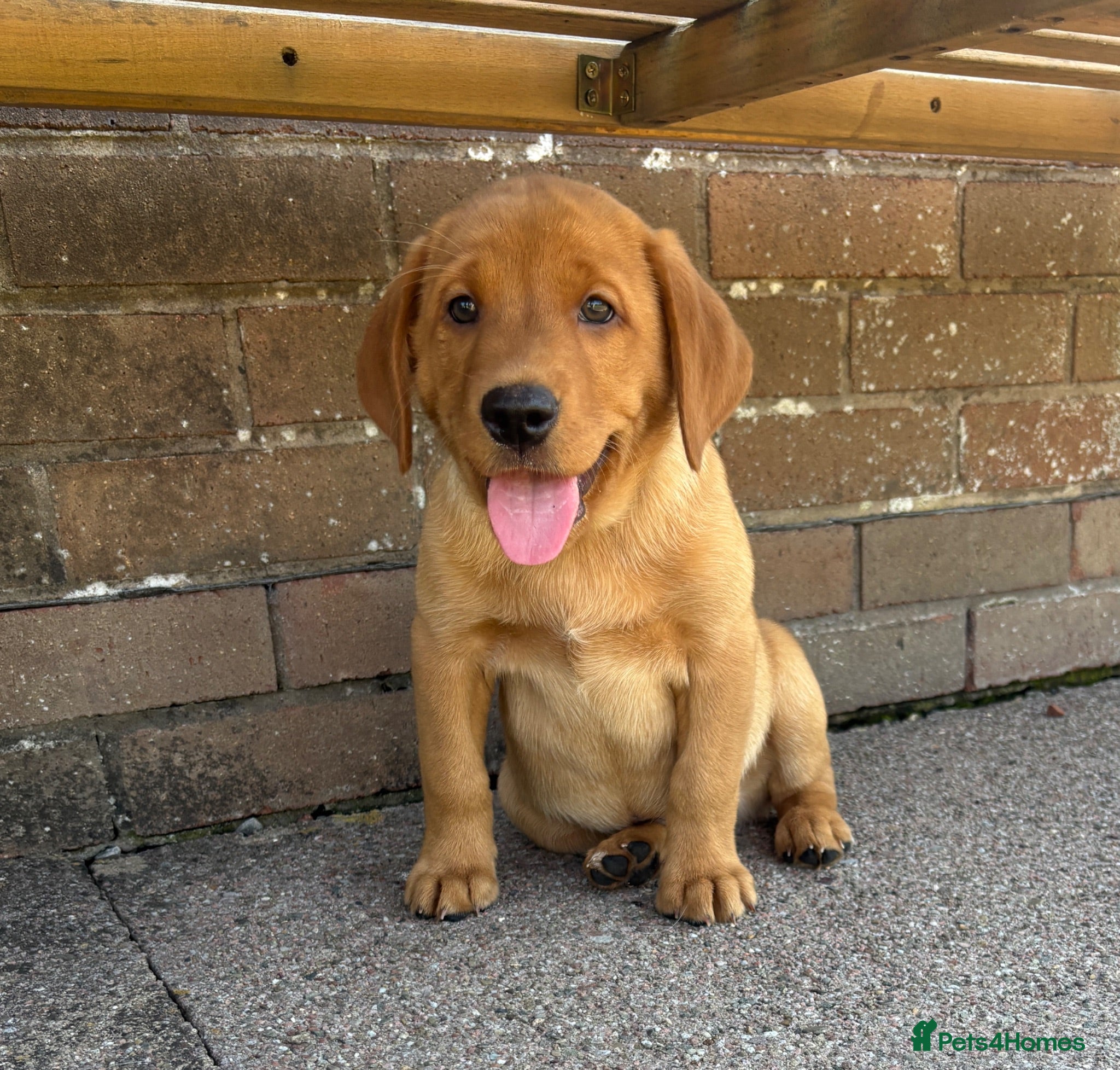 Labrador Retriever dogs Stunning Red Fox & Golden Labrador Puppies - Advert 1