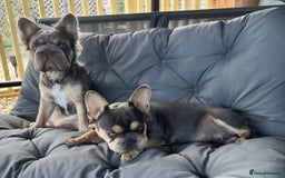 French Bulldog dogs for sale: Big Rope, Big Rope Fluffy & French Bullg - Advert 20