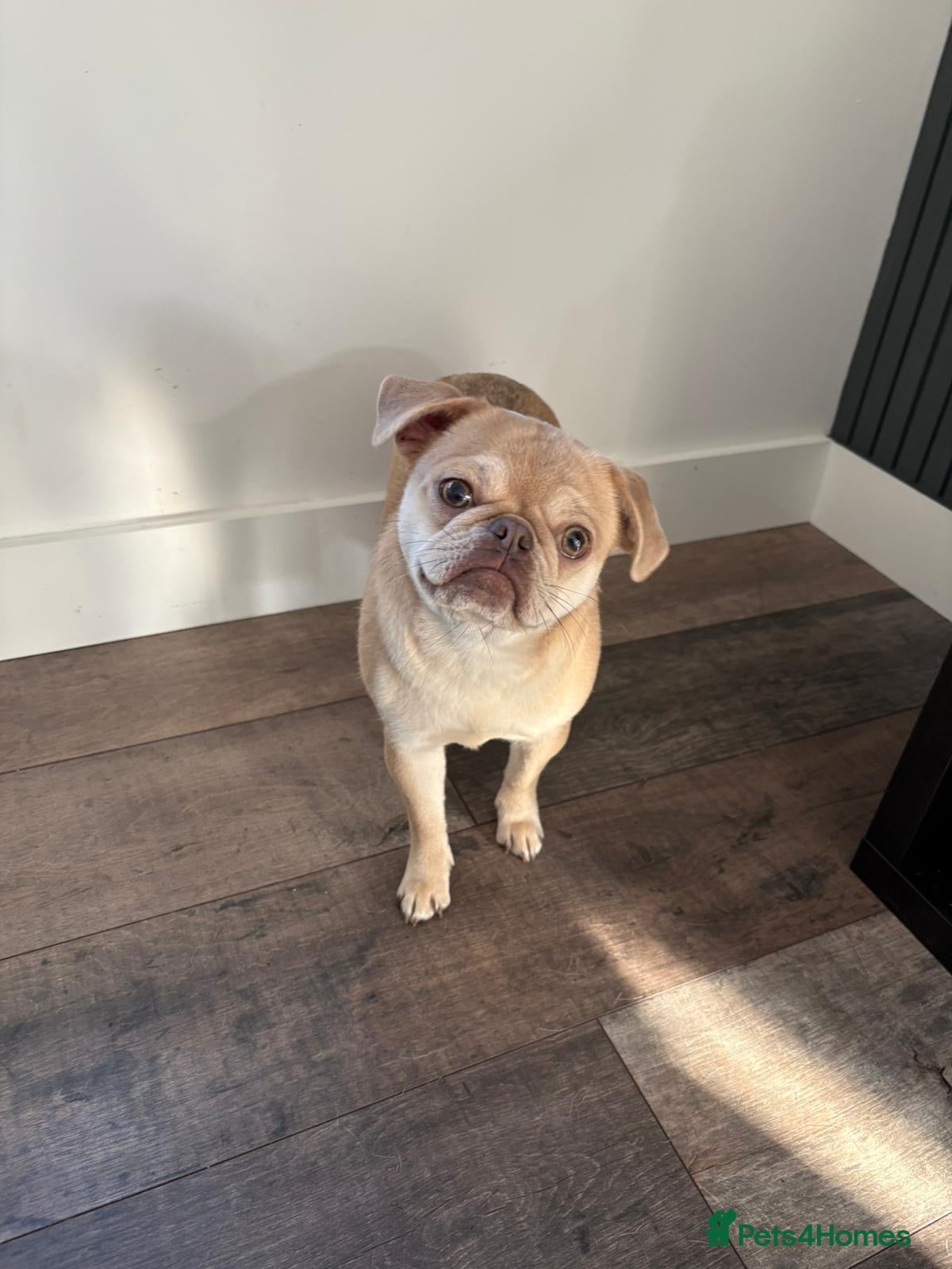 Pug dogs 2 pugs for sale  in Rugeley - Advert 1