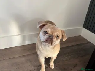 Pug dogs 2 pugs for sale in Rugeley - Advert 1