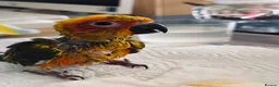 Conures birds for sale: 1 left to reserve hand rearing 3 sun conures - Advert 6