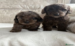 Cockapoo dogs for sale: 😍😍 F1 cockapoo puppies 😍😍 - Image 2