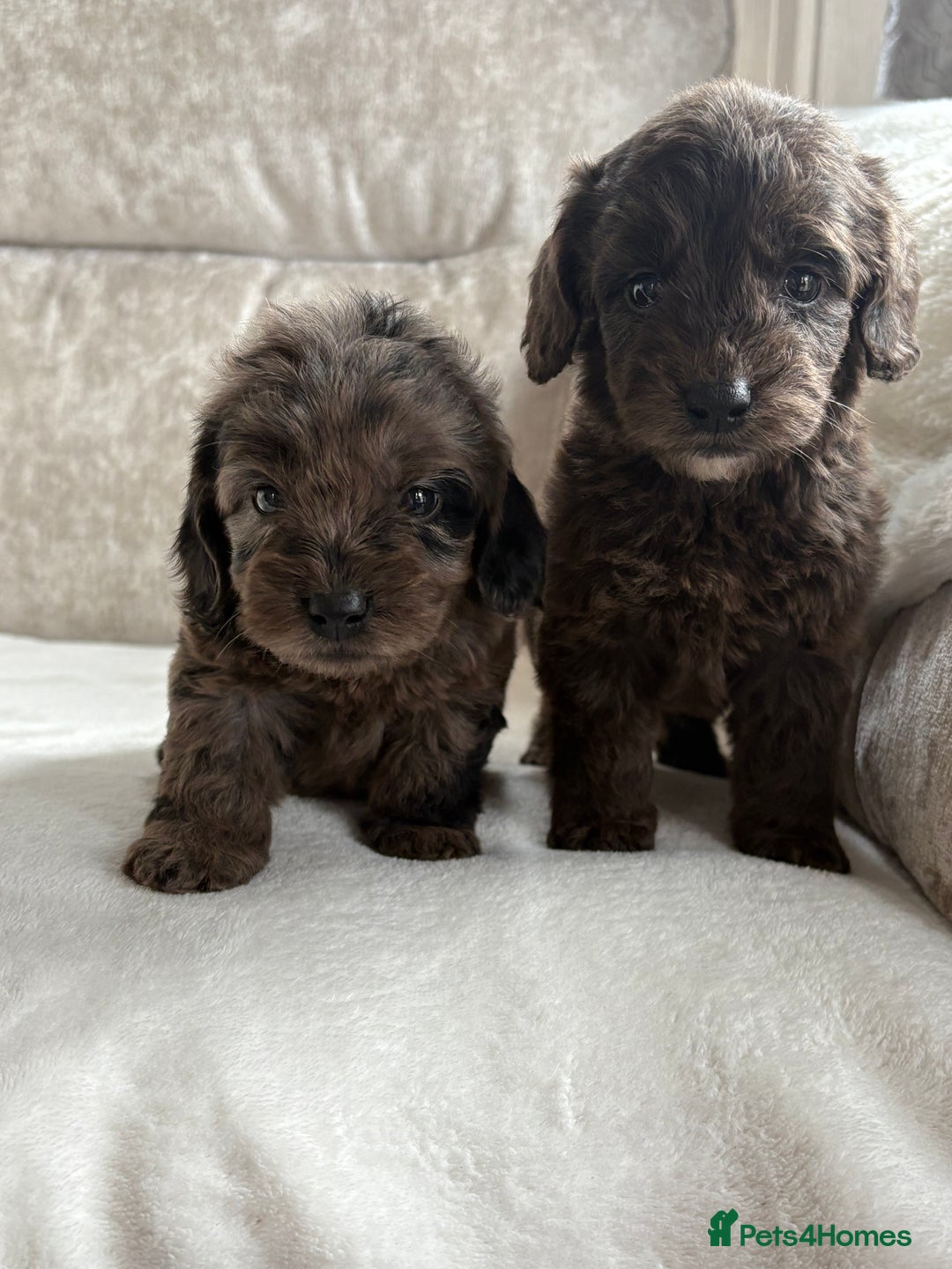 Cockapoo dogs for sale: 😍😍 F1 cockapoo puppies 😍😍 - Image 2