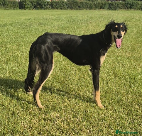Saluki Greyhound Greyhound Cross For Sale Buy Saluki Whippet
