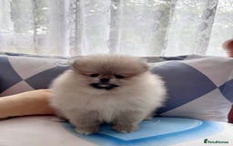 Pomeranian dogs for sale: Adorable Purebred Pomeranian Puppies – Male - Image 9