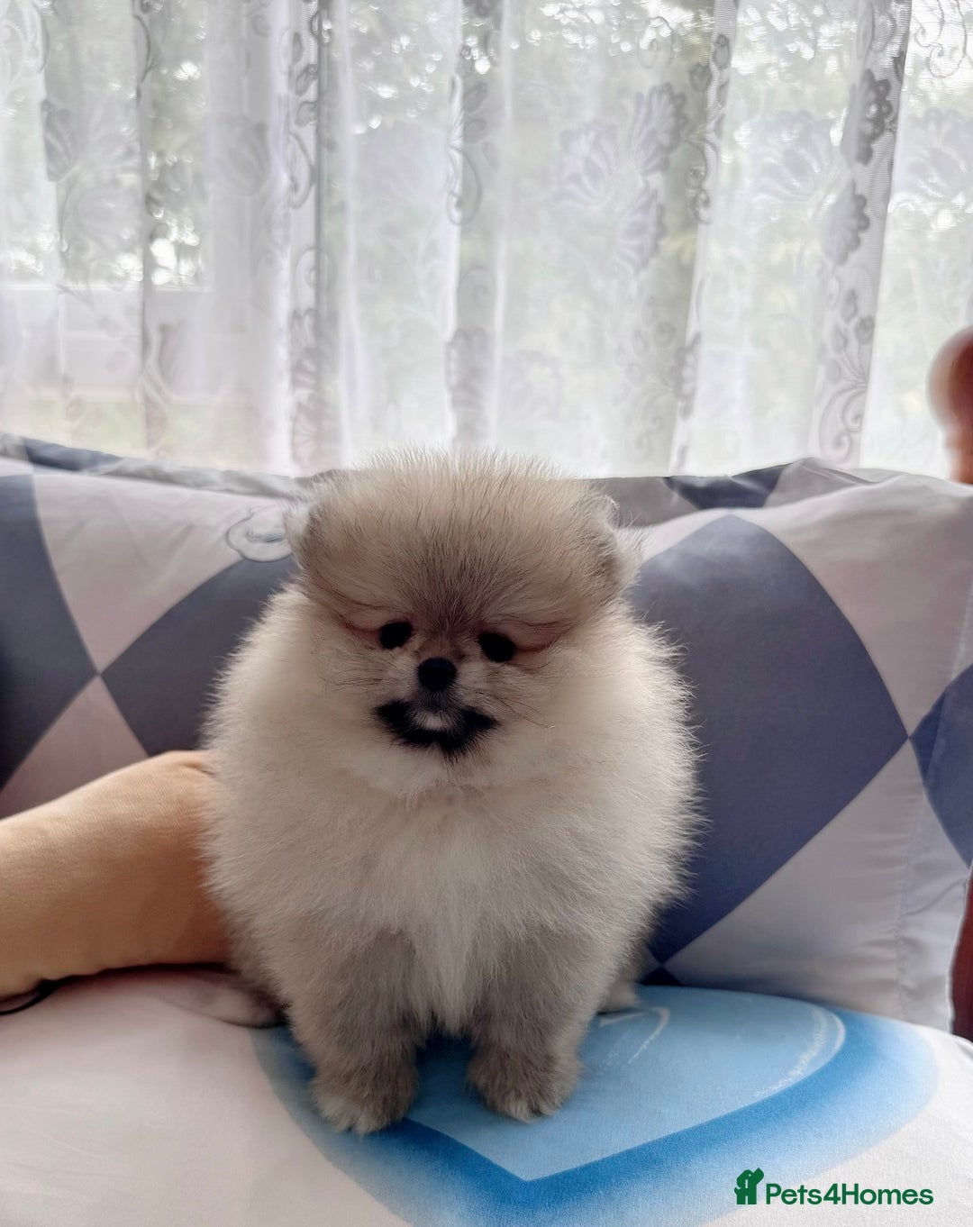 Pomeranian dogs for sale: Adorable Purebred Pomeranian Puppies – Male - Image 9