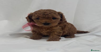 Cavapoo dogs - Advert 5