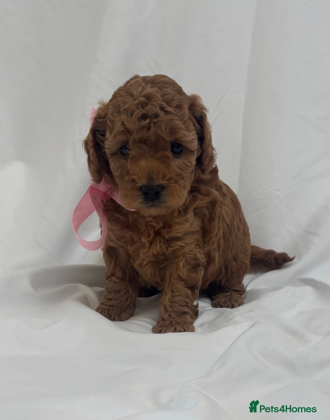 Cavapoo dogs for sale:  GORGEOUS EXTENSIVELY HEALTH TESTED TOY CAVAPOOS - Image 3