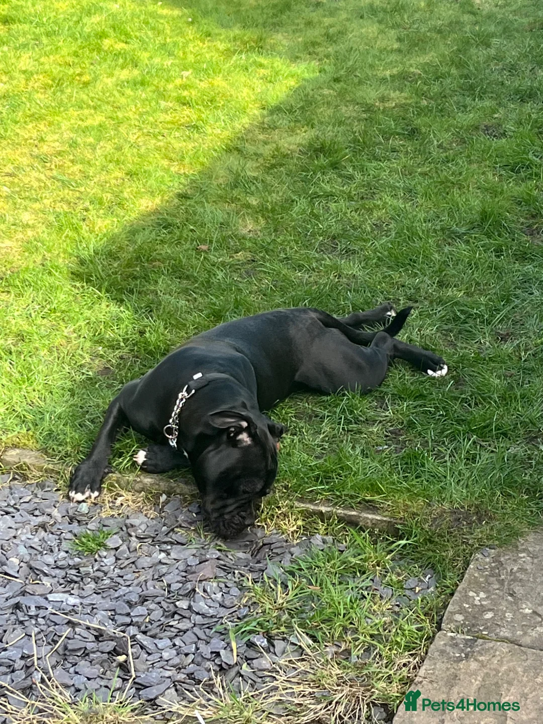 Mixed Breed dogs for sale: 9 month old staff/pug cross - Advert 2