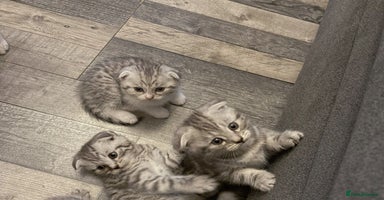 Scottish Fold cats - Advert 3
