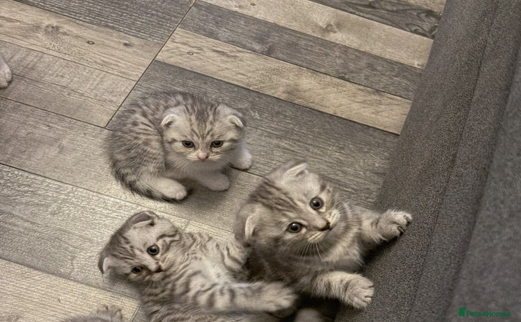 Scottish Fold cats - Advert 1