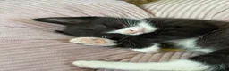Ragdoll cats for sale: THE MOST BEAUTIFUL KITTENS  - Advert 18