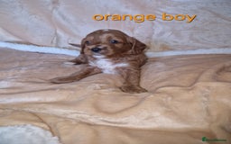 Cavapoo dogs for sale: Beautiful F1 cavapoo puppies - Image 6