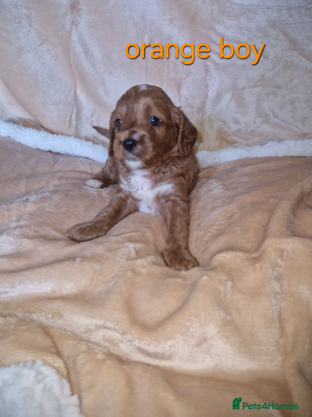 Cavapoo dogs for sale: Beautiful F1 cavapoo puppies - Image 6