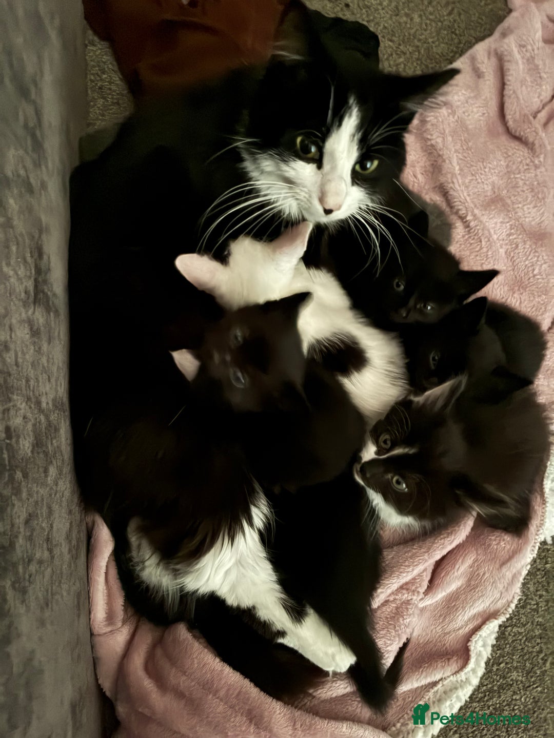 Mixed Breed cats for sale: Five kittens looking for their forever home  - Advert 2